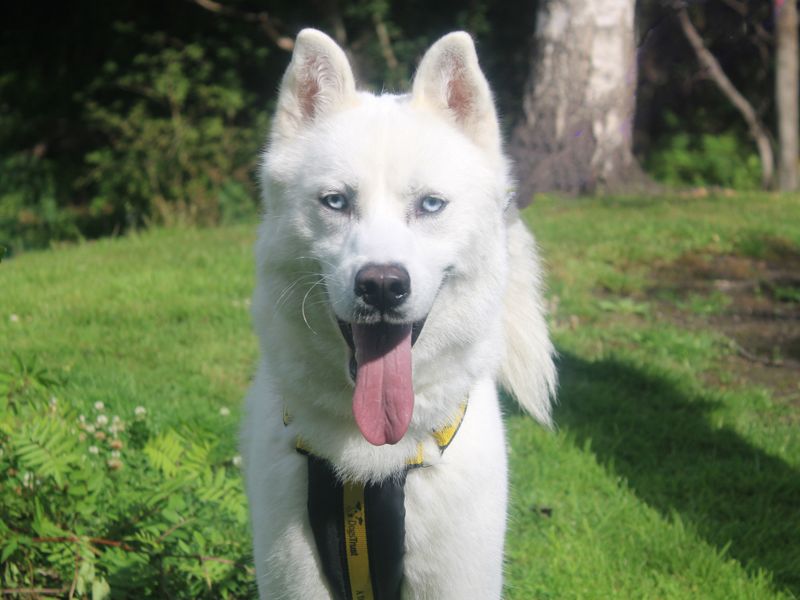 Siberian Husky for adoption in Liverpool, Merseyside – 1 year old - Image 3 of 4
