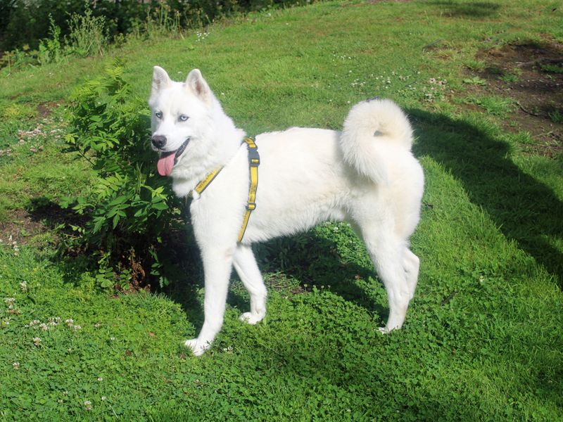 Siberian Husky for adoption in Liverpool, Merseyside – 1 year old - Image 2 of 4