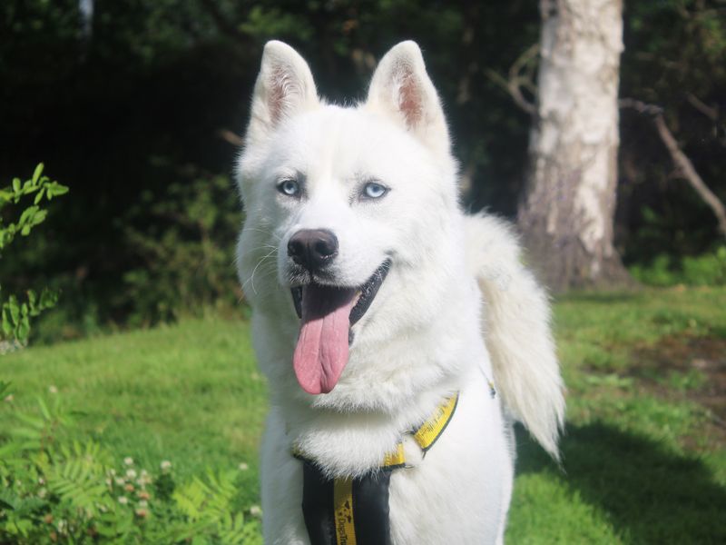 Siberian Husky for adoption in Liverpool, Merseyside – 1 year old