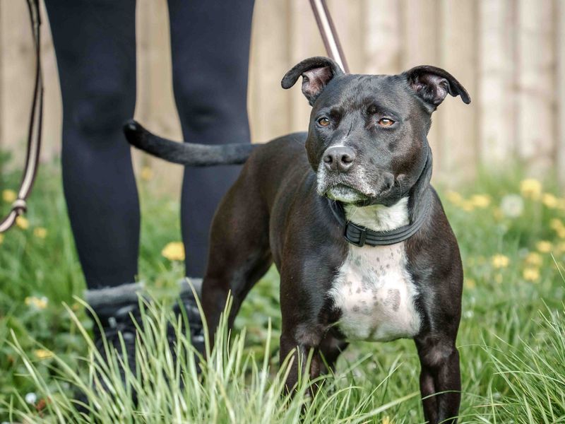 Scrappy for sale in Wymeswold, Leicestershire
