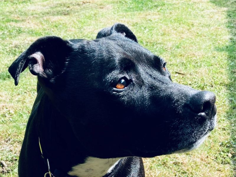 Scrappy for sale in Wymeswold, Leicestershire | Image 3