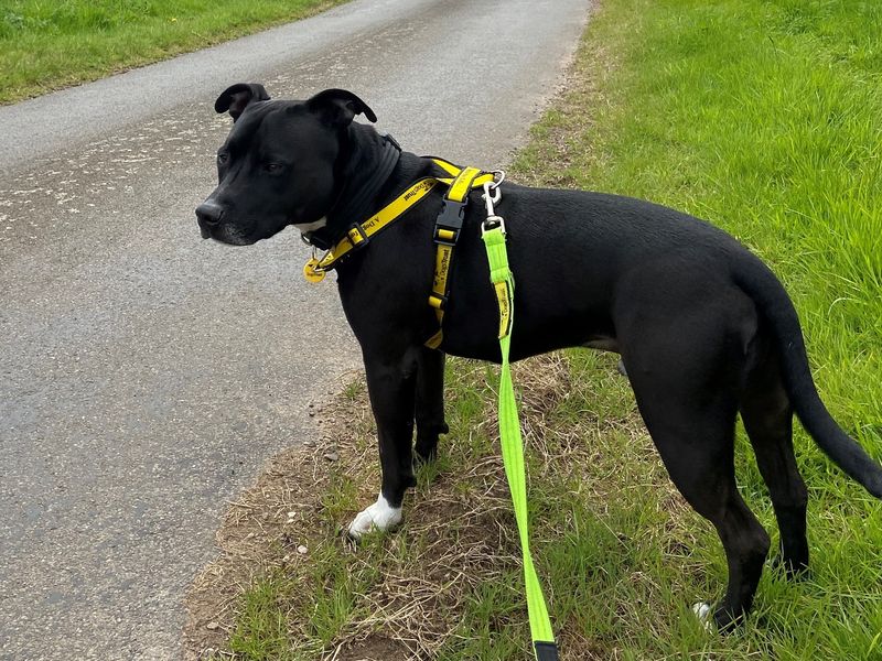 Scrappy for sale in Wymeswold, Leicestershire | Image 2