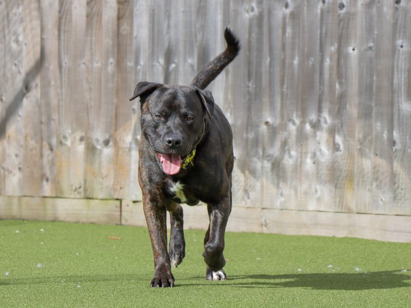 Staffordshire Bull Terrier for adoption in Evesham, Worcestershire – 1 year old - Image 2 of 4