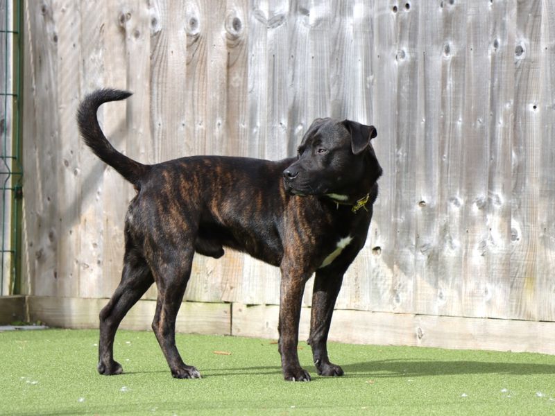 Staffordshire Bull Terrier for adoption in Evesham, Worcestershire – 1 year old - Image 3 of 4