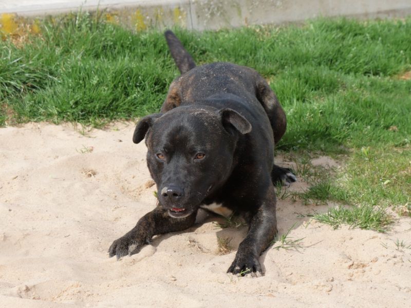Staffordshire Bull Terrier for adoption in Evesham, Worcestershire – 1 year old - Image 4 of 4