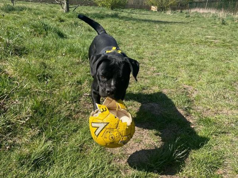 Belle for sale in Telford, Shropshire