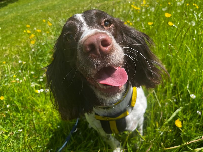 Tilly for sale in Wymeswold, Leicestershire