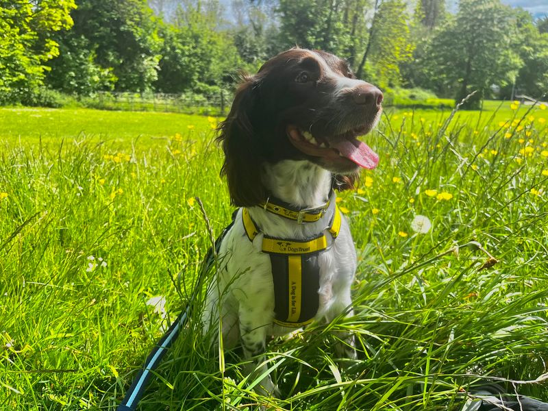 Tilly for sale in Wymeswold, Leicestershire | Image 3