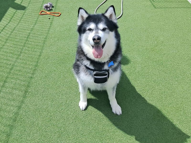 Alaskan Malamute for adoption in Leeds, Yorkshire – 7 years old - Image 4 of 4