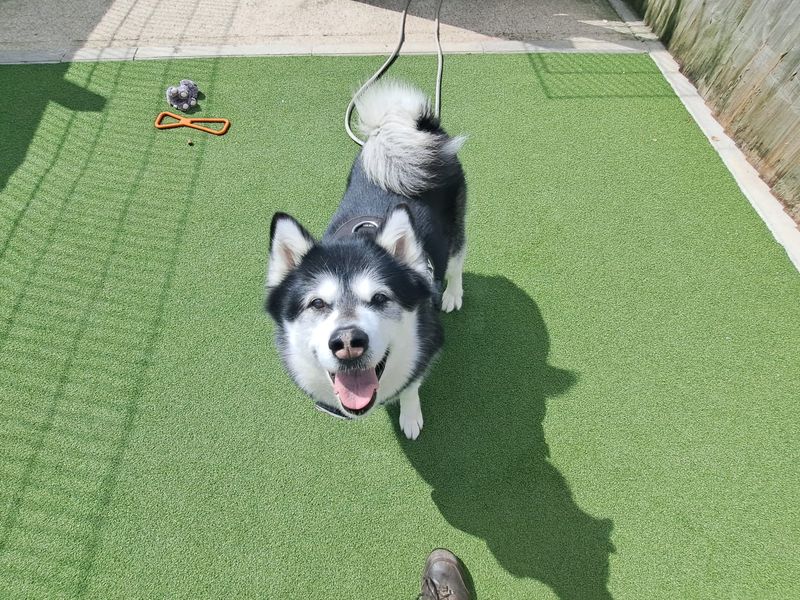 Skylar for sale in Leeds, Yorkshire