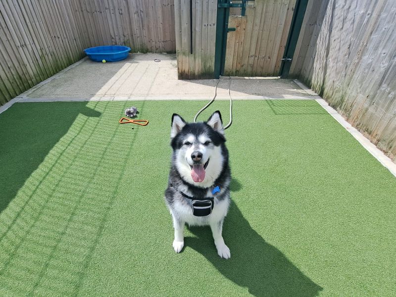 Alaskan Malamute for adoption in Leeds, Yorkshire – 7 years old - Image 2 of 4