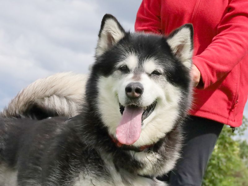 Skylar | Alaskan Malamute | Leeds - 1