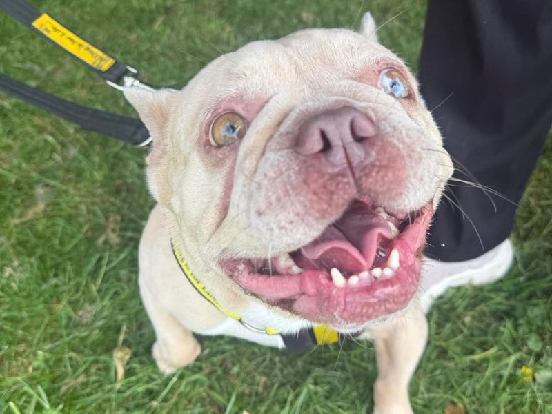 French Bulldog for adoption in Telford, Shropshire – 6 years old