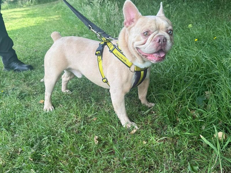 French Bulldog for adoption in Telford, Shropshire – 6 years old - Image 2 of 2