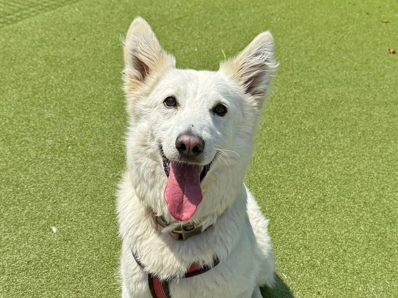 Cody | Belgian Shepherd Dog (Groenendael) Cross | Shoreham (Sussex) - 1