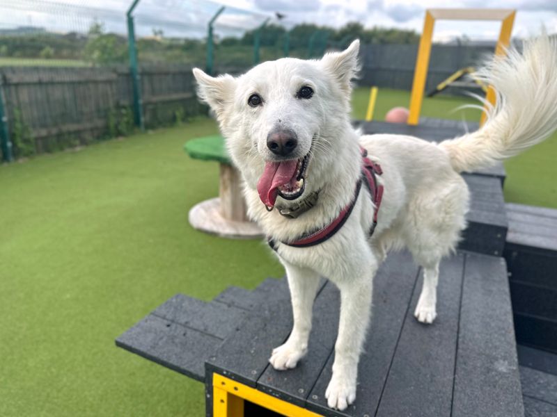 Cody | Belgian Shepherd Dog (Groenendael) Cross | Shoreham (Sussex) - 1