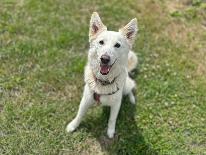 Cody | Belgian Shepherd Dog (Groenendael) Cross | Shoreham (Sussex) - 1