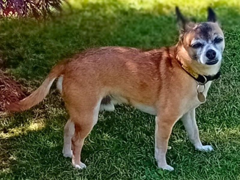 Chihuahua for adoption in Newton Tony, Wiltshire – 8 years old - Image 2 of 2