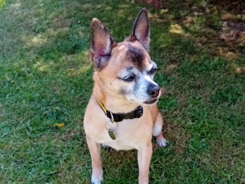 Chihuahua Dogs And Puppies For Adoption