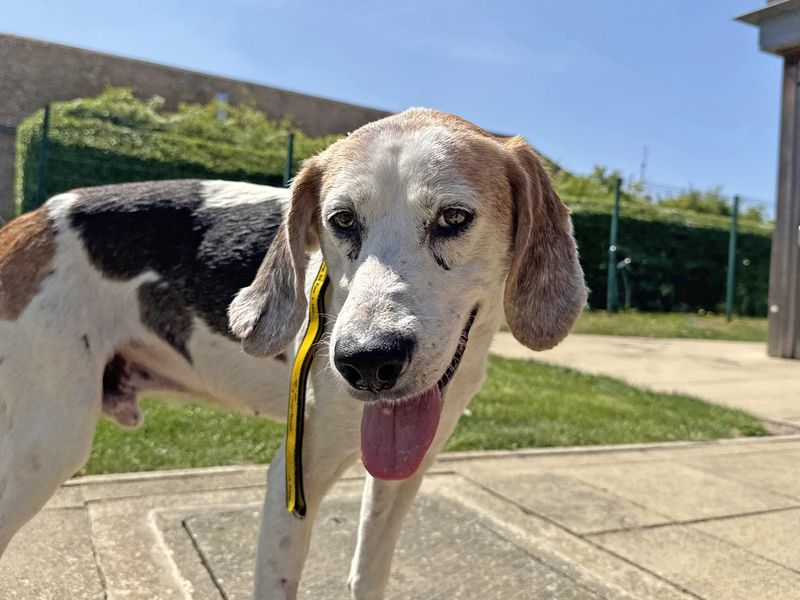 Wells | Foxhound Cross | Basildon (Essex) - 1
