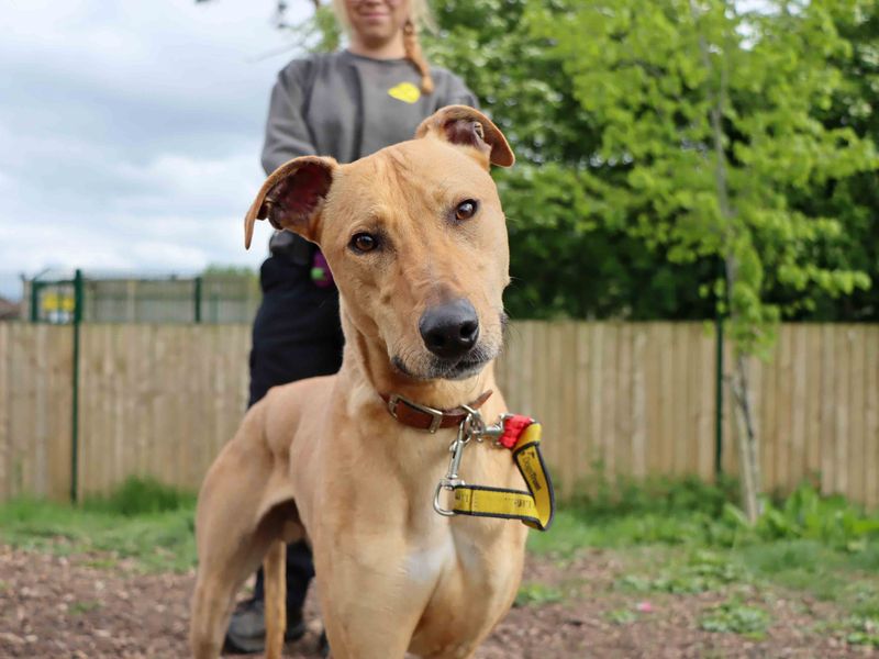 Will | Lurcher | Darlington - 1