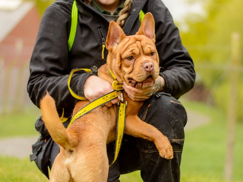 Rumple | Shar Pei Cross | Kenilworth (West Midlands) - 1