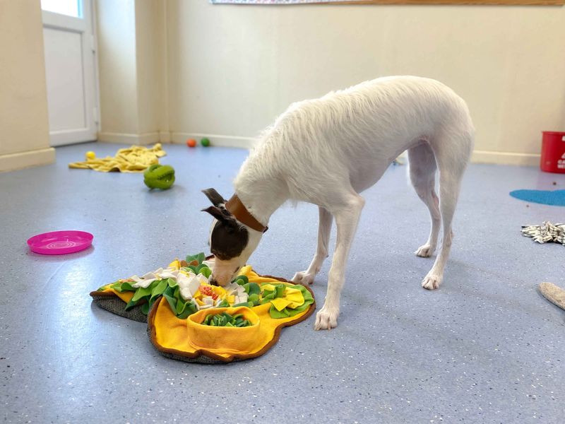 Blossom | Lurcher | Darlington - 1