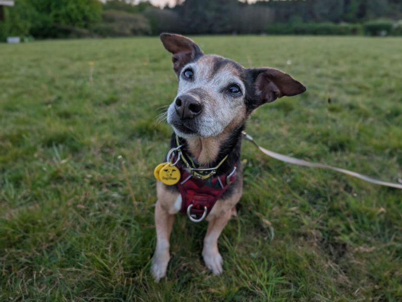 Tara for sale in Kenilworth, Warks