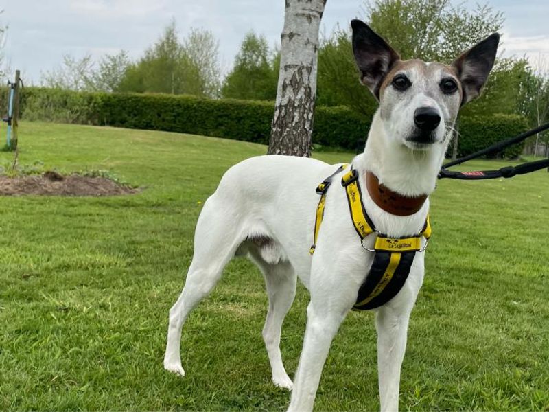 Jack Russell for adoption in Telford, Shropshire – 9 years old - Image 2 of 2