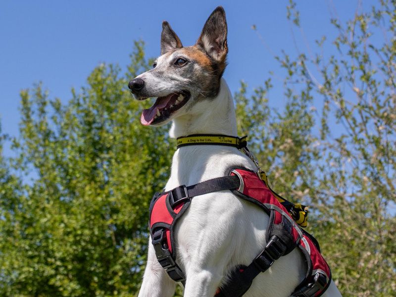 Tofu | Whippet Cross | Shrewsbury (Shropshire) - 1