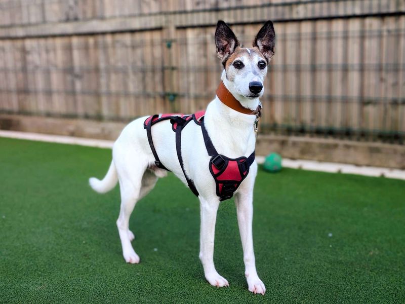 Tofu, a 8 years old male Unknown available for adoption from Dogs Trust in Splott, Wales
