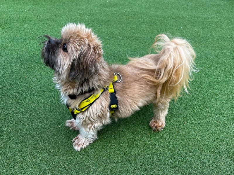 Shih Tzu for adoption in Chestfield, Kent – 10 years old - Image 2 of 3