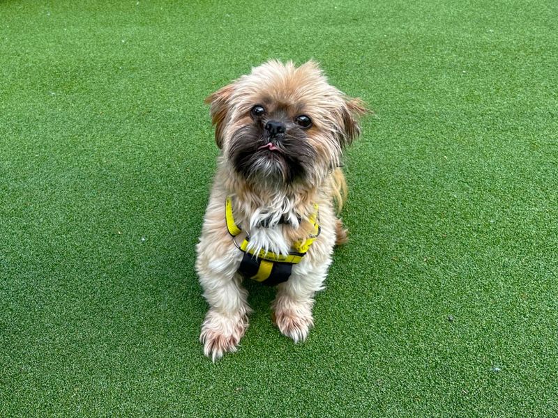 Shih Tzu for adoption in Chestfield, Kent – 10 years old - Image 3 of 3