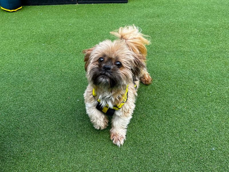 Shih Tzu Dogs And Puppies For Adoption