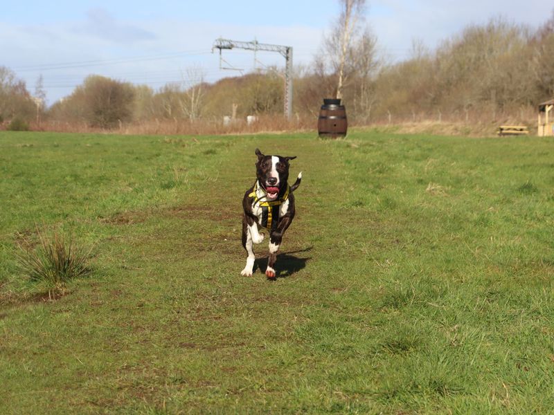 Star | Terrier (Bull) Cross | Glasgow - 1