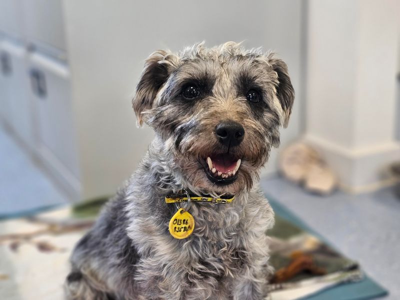 Belle | Crossbreed | Evesham (Worcestershire) - 1