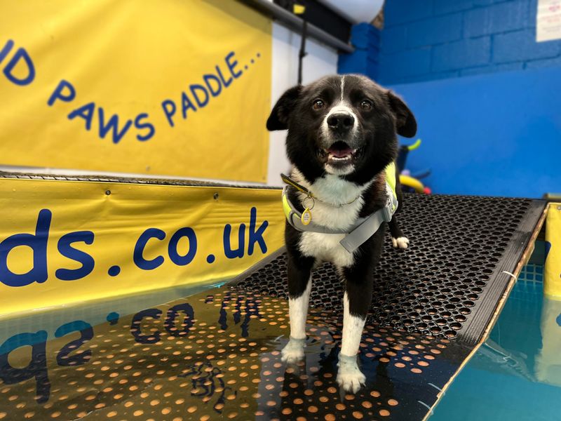 Pretzel | Collie (Border) | Shoreham (Sussex) - 1
