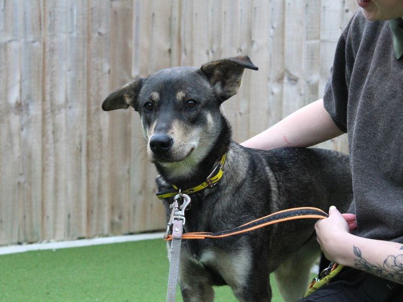 Zira for sale in Evesham, Worcestershire