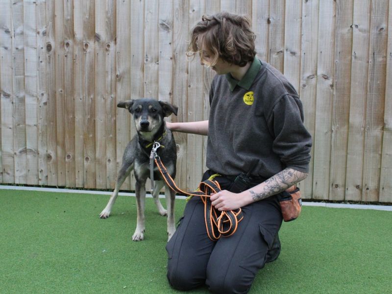 Zira for sale in Evesham, Worcestershire | Image 3
