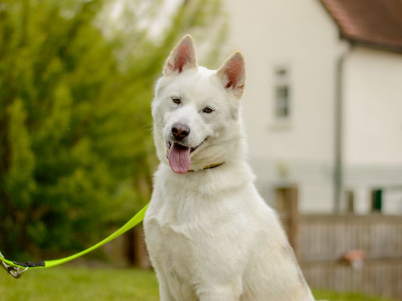 Flossie for sale in Kenilworth, Warks | Image 3