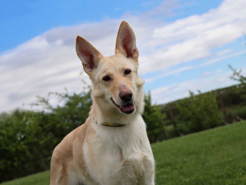 Vicki for sale in Sadberge, Co Durham - Image 4