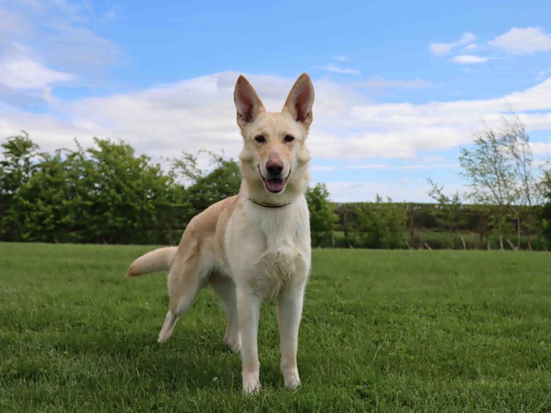 Vicki for sale in Sadberge, Co Durham