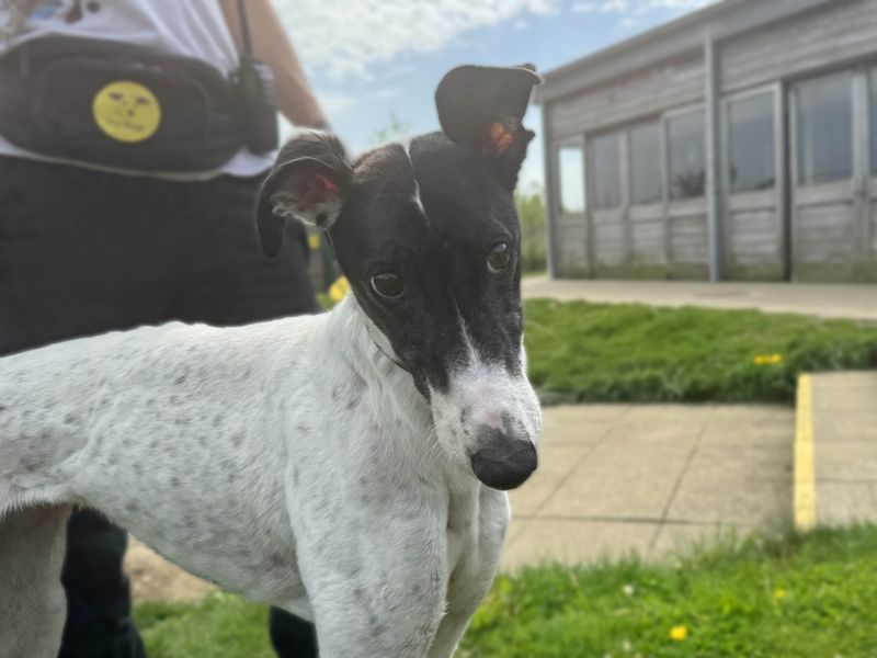 Diamond | Greyhound | Basildon (Essex) - 1
