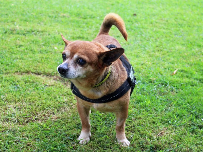 Chihuahua for adoption in Liverpool, Merseyside – 9 years old - Image 2 of 4