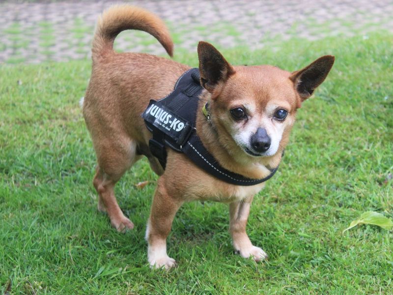 Chico for sale in Liverpool, Merseyside | Image 3
