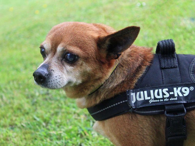 Chico for sale in Liverpool, Merseyside | Image 4
