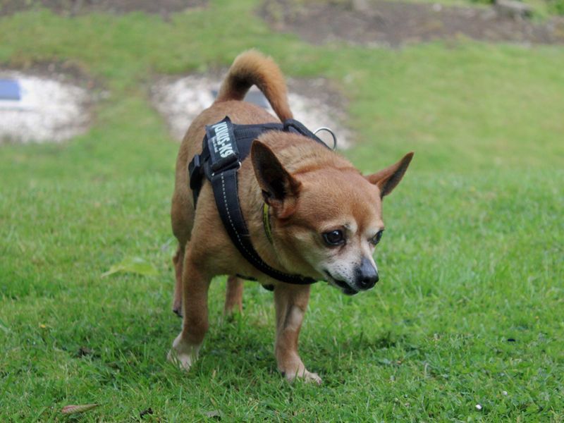 Chico for sale in Liverpool, Merseyside