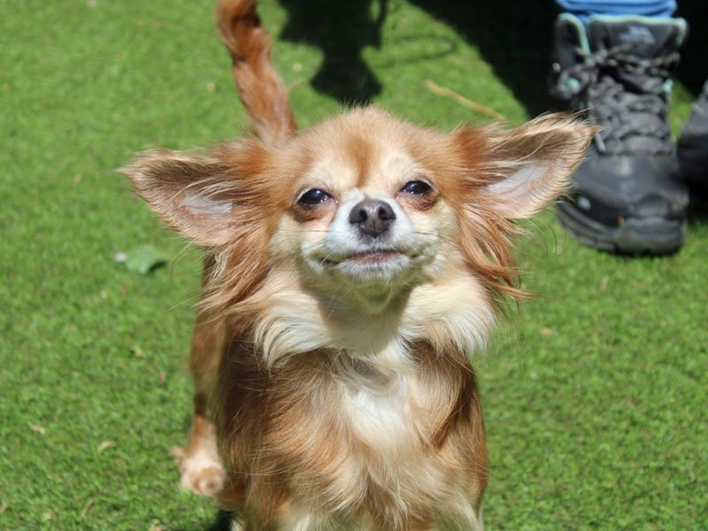 Bella for sale in Liverpool, Merseyside