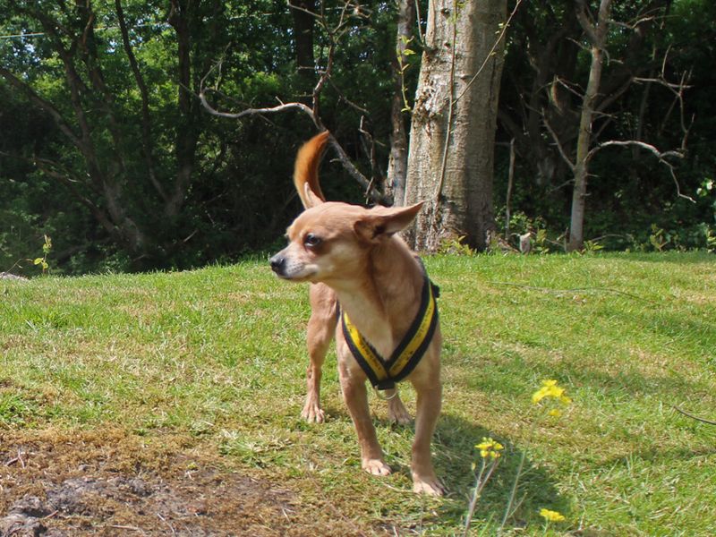 Nico for sale in Liverpool, Merseyside