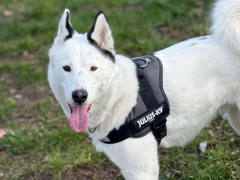 Siberian Husky Dogs And Puppies For Adoption